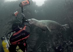 Ouch!!
Farne Islands.
D200, 16mm. by Mark Thomas 